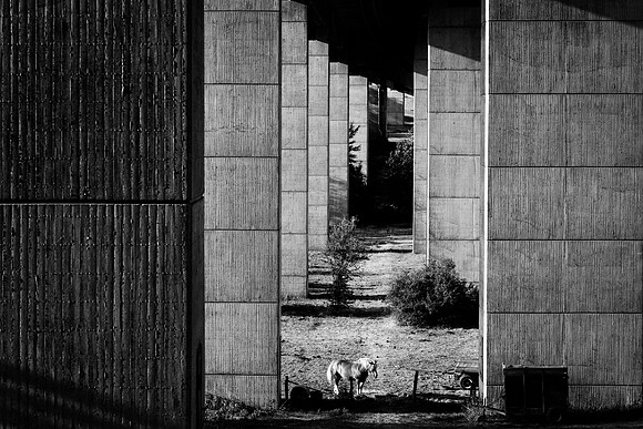 DSC_5288